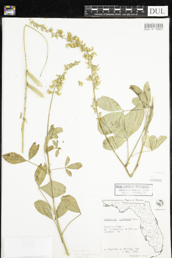 Crotalaria pallida var. obovata image