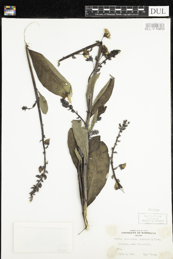 Crotalaria spectabilis image