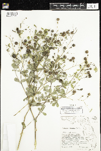 Image of Baptisia lecontei
