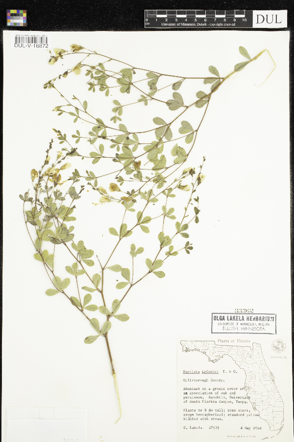 Baptisia lecontei image