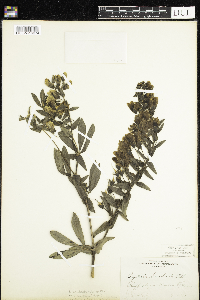 Baptisia bracteata image