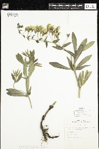 Baptisia bracteata image