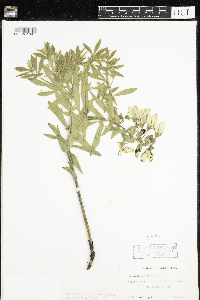 Baptisia bracteata image