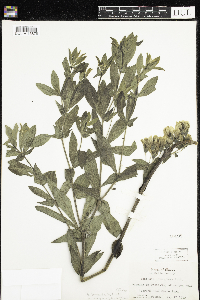 Baptisia bracteata image