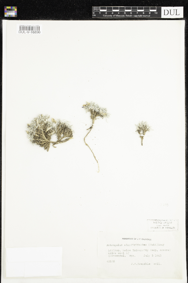 Astragalus simplicifolius image