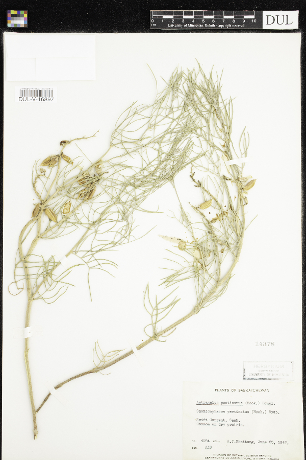 Astragalus pectinatus image