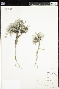 Image of Astragalus calycosus