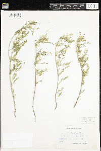 Image of Astragalus tenellus