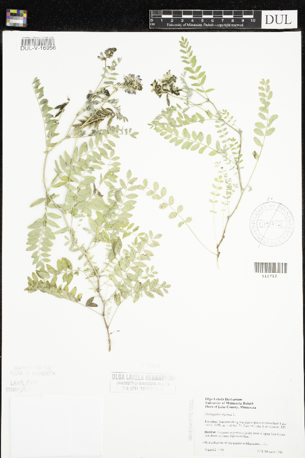 Astragalus alpinus image