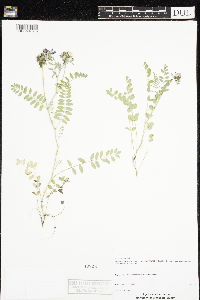 Astragalus alpinus image