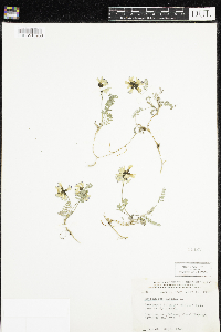 Astragalus alpinus image