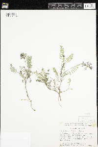 Astragalus alpinus image