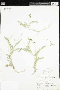 Astragalus alpinus image