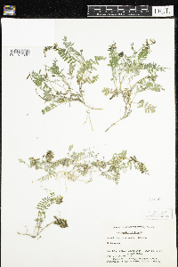 Astragalus alpinus image