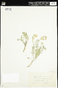 Astragalus laxmannii image