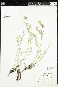 Astragalus adsurgens image