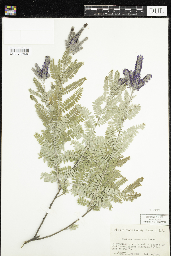 Amorpha canescens image