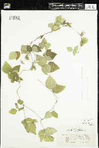 Amphicarpaea bracteata var. comosa image
