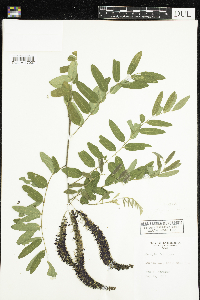 Amorpha fruticosa image