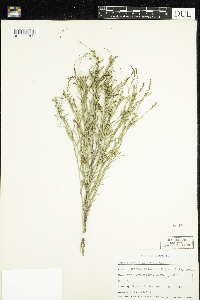 Stillingia linearifolia image