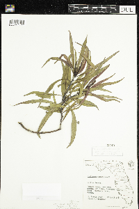 Stillingia sylvatica subsp. tenuis image