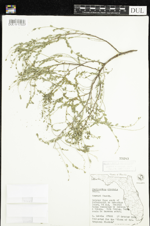 Phyllanthus abnormis image