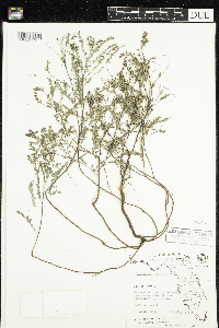 Phyllanthus abnormis image