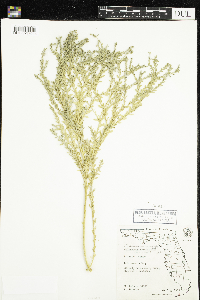 Euphorbia trichotoma image