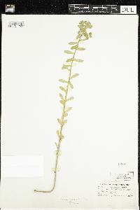 Euphorbia spathulata image