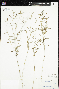 Croton linearis image