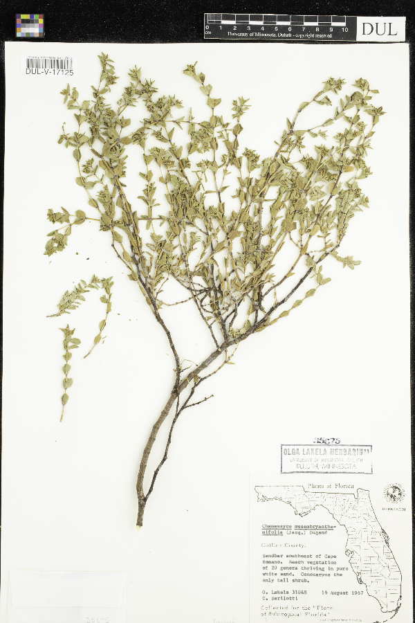 Chamaesyce mesembrianthemifolia image