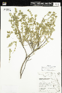 Image of Chamaesyce mesembrianthemifolia