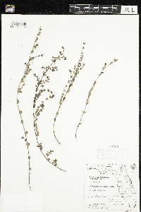 Image of Chamaesyce porteriana