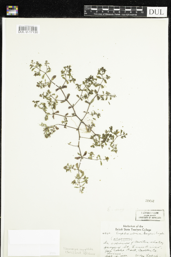 Chamaesyce serpyllifolia image