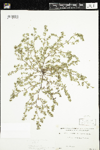 Chamaesyce serpyllifolia image