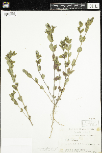 Euphorbia nutans image