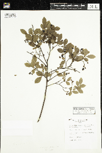 Vaccinium pallidum image