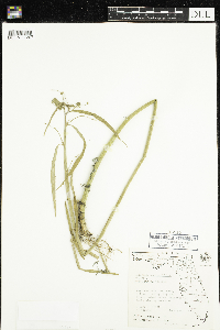 Caperonia castaneifolia image