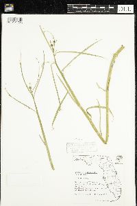 Caperonia castaneifolia image