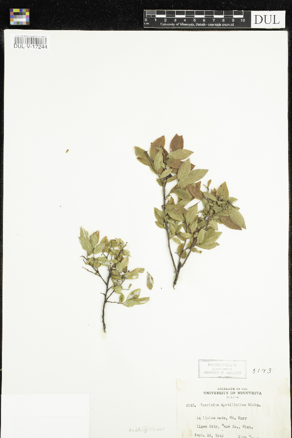 Vaccinium myrtilloides image