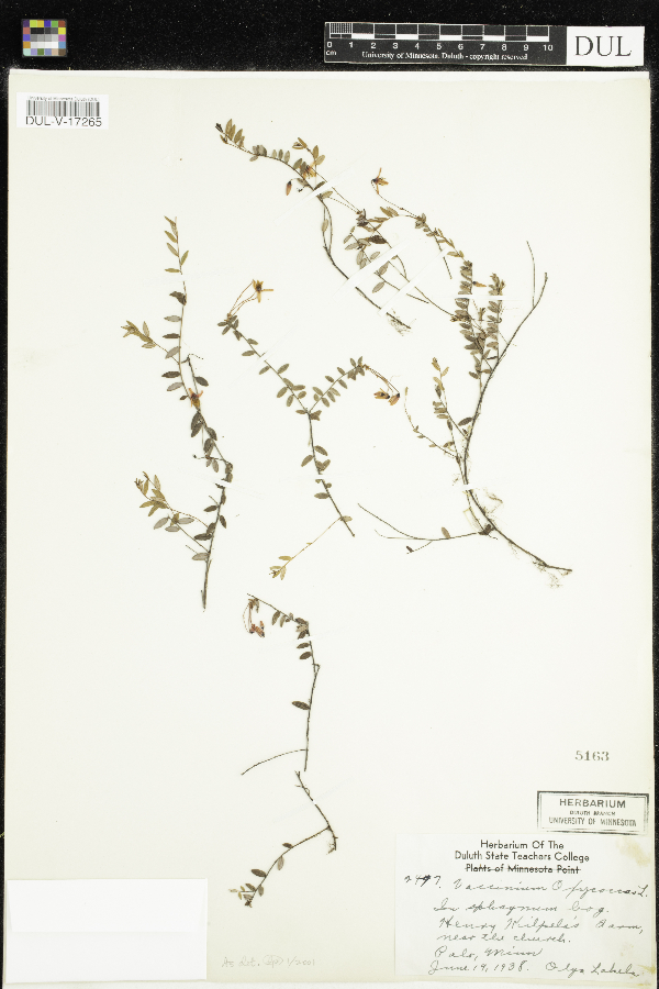 Vaccinium oxycoccos image