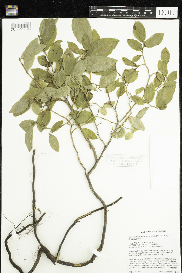 Vaccinium membranaceum image