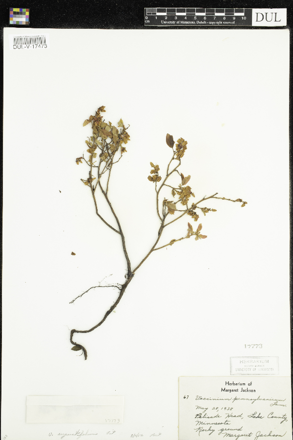 Vaccinium angustifolium image