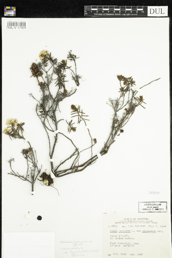 Rhododendron tomentosum image