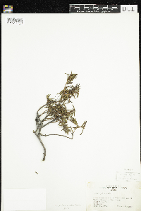 Rhododendron tomentosum image