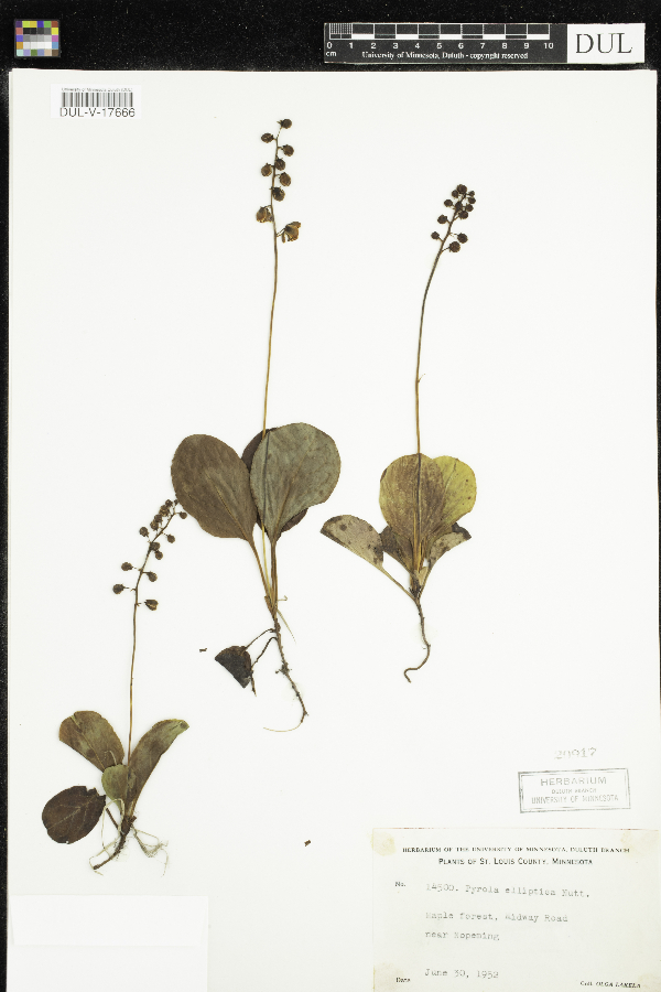 Pyrola elliptica image