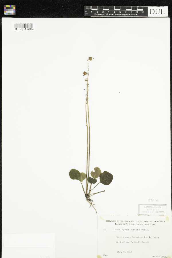 Pyrola chlorantha image