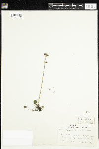 Pyrola chlorantha image