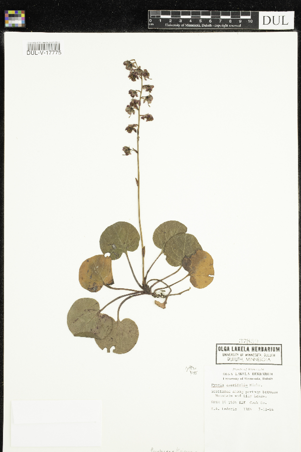 Pyrola asarifolia image