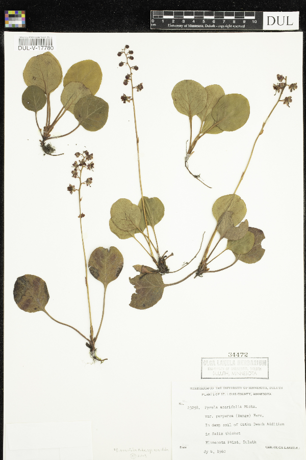 Pyrola asarifolia subsp. asarifolia image